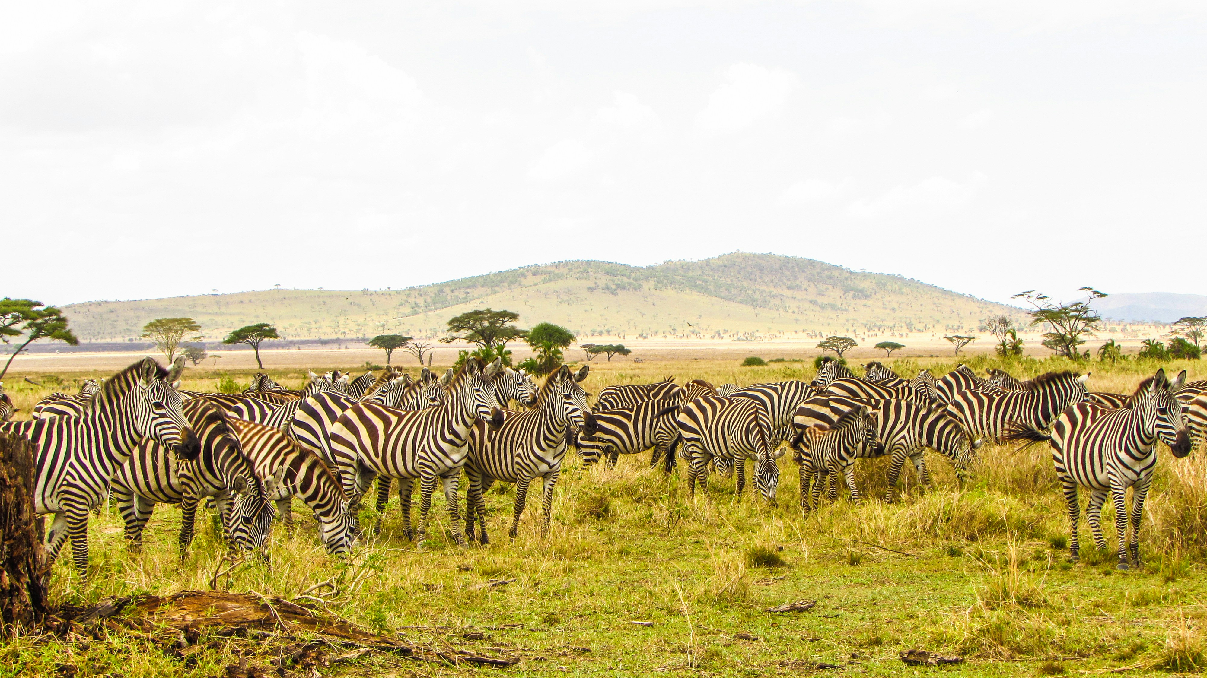 SafariImage
