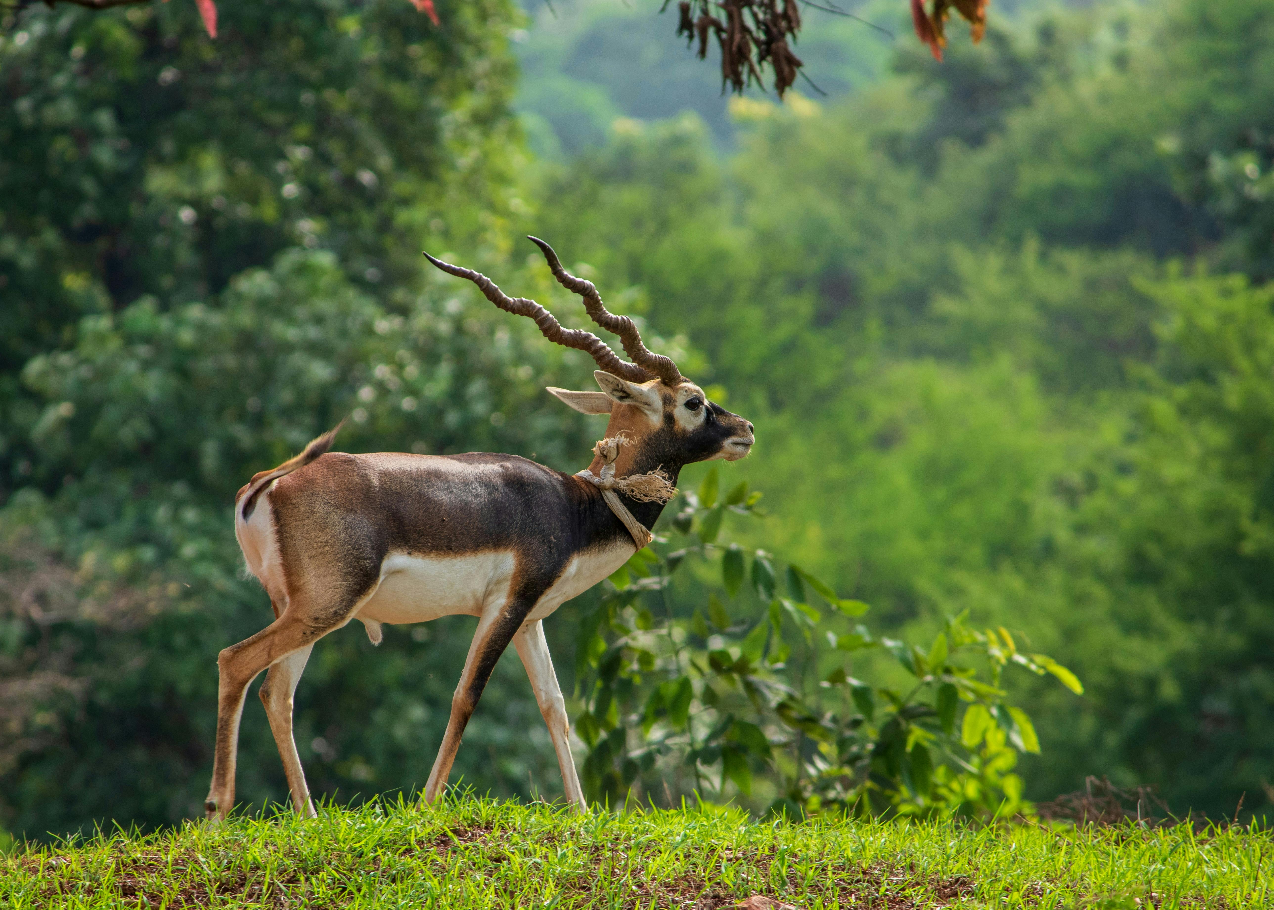 SafariImage